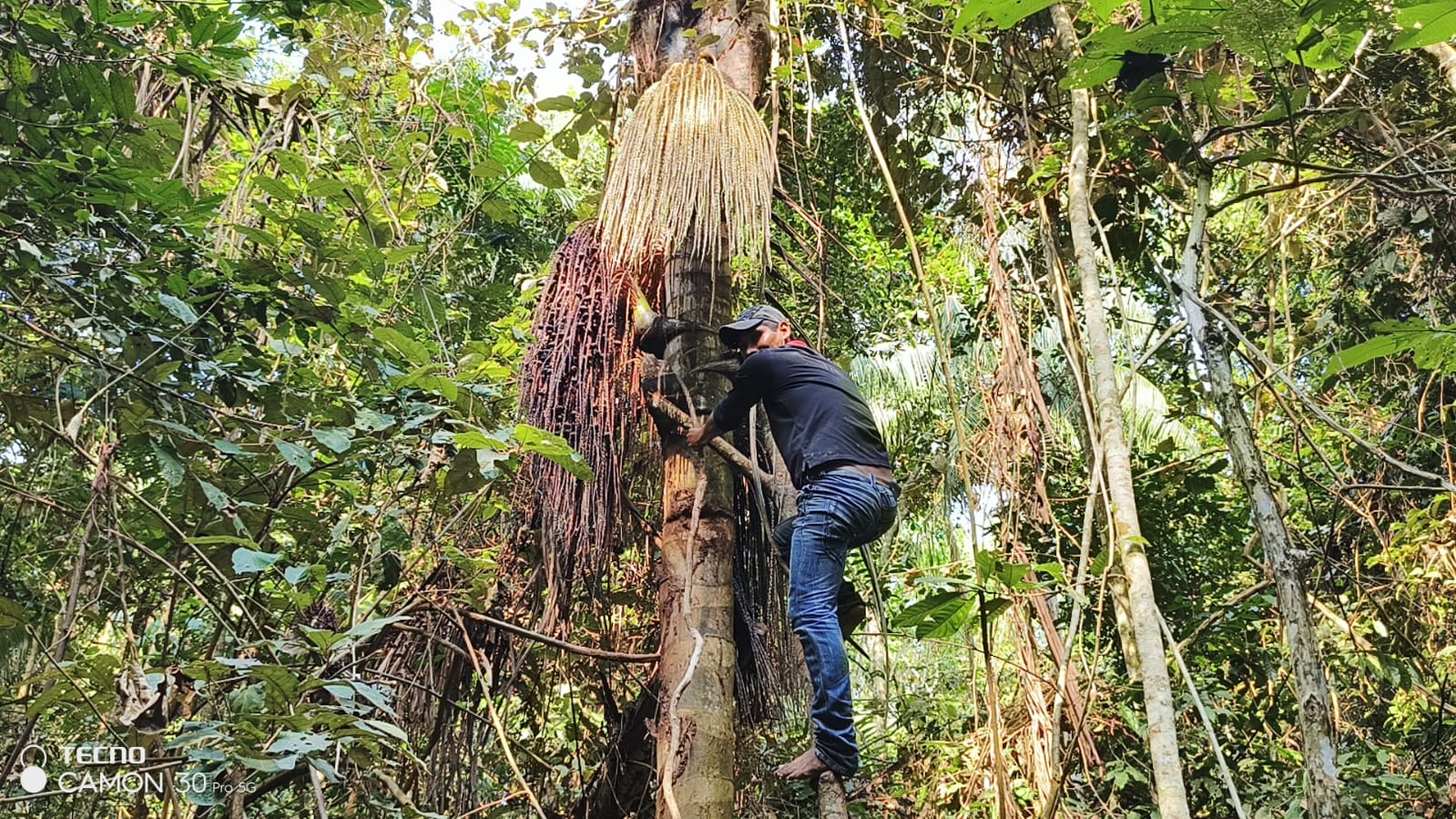 Donde hubo fuego, la palma real queda y se rescata