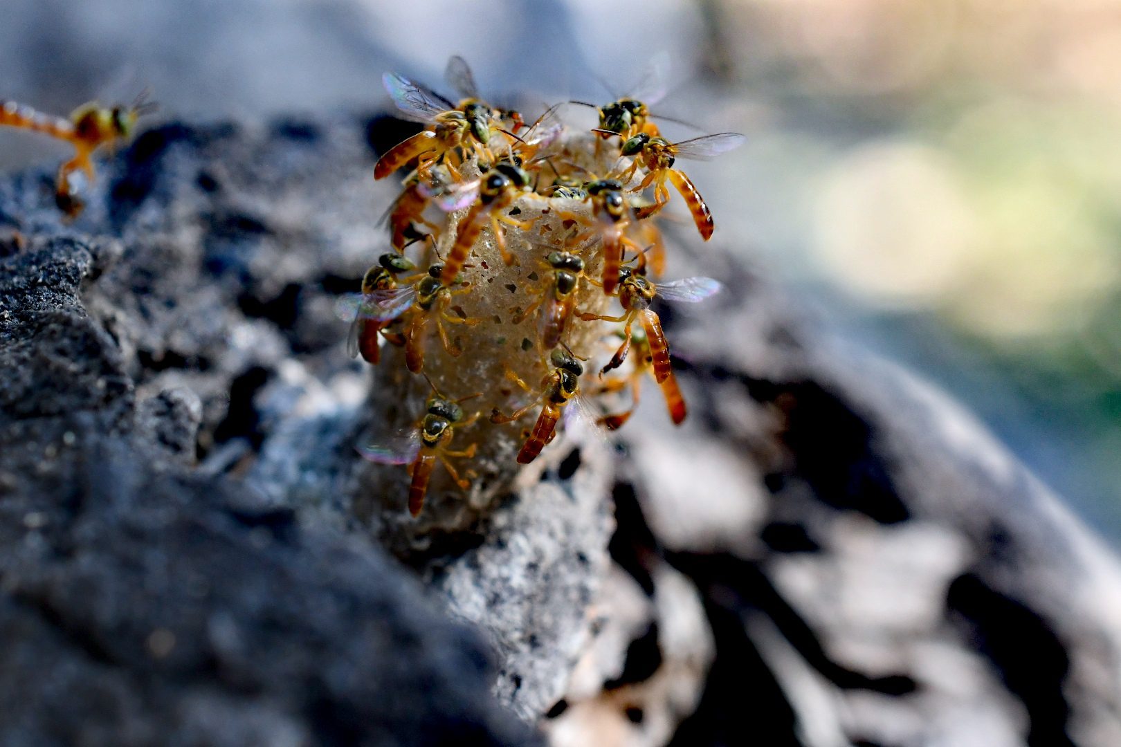 Arquitectas del bosque: la miel de las abejas nativas fortalece a familias de la Chiquitanía